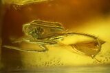 Fossil Spider (Araneae) in Baltic Amber #142190-3